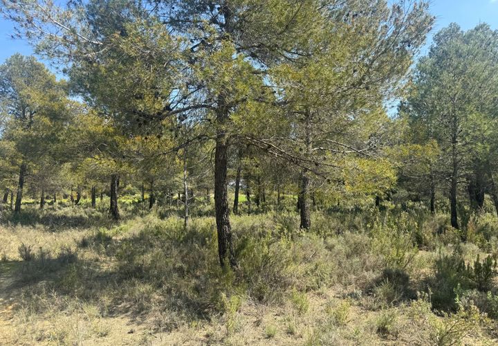 Terra a Cretas, Teruel, Cretas - € 23.000 | Ref: Ahmed - foto 1